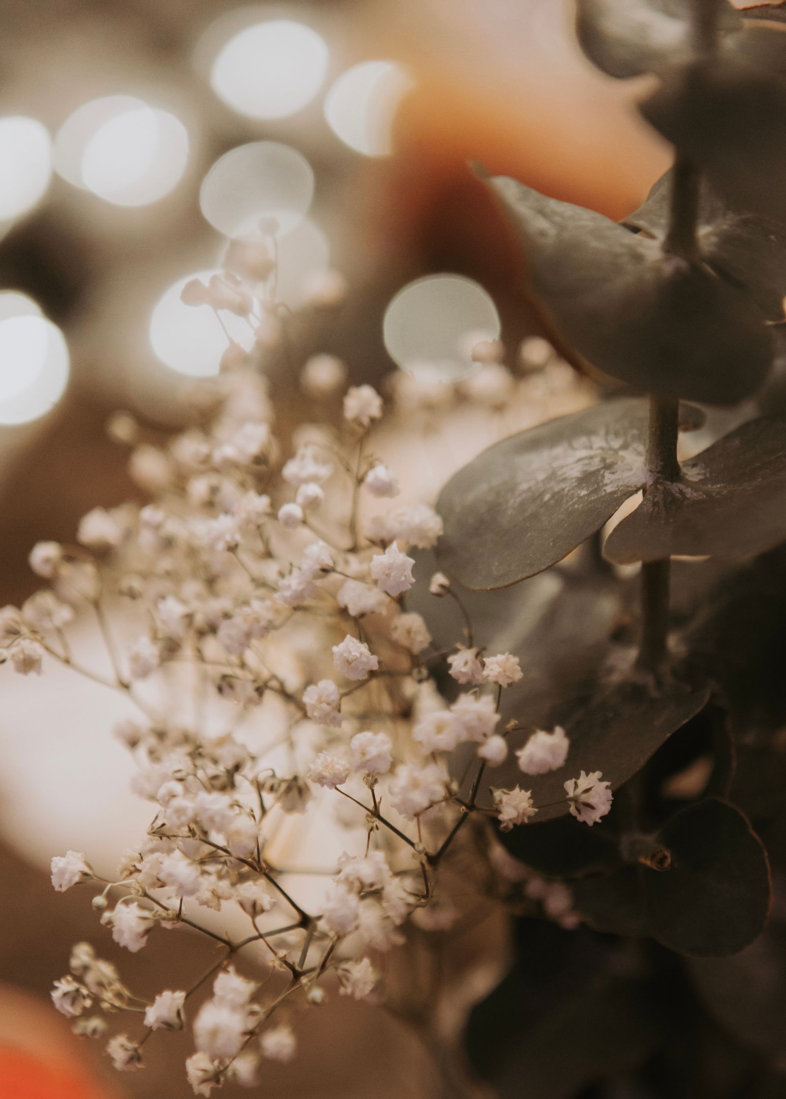 Small white flowers in soft light